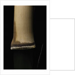 Semiarundinaria fastuosa (narihira bamboo) - young culm by Anonymous