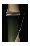 Semiarundinaria fastuosa (narihira bamboo) - young culm by Anonymous