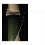 Semiarundinaria fastuosa (narihira bamboo) - young culm by Anonymous