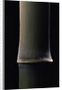 Semiarundinaria fastuosa (narihira bamboo) - young culm by Anonymous