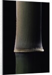 Semiarundinaria fastuosa (narihira bamboo) - young culm by Anonymous