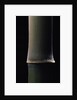 Semiarundinaria fastuosa (narihira bamboo) - young culm by Anonymous