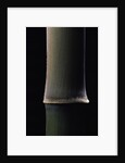 Semiarundinaria fastuosa (narihira bamboo) - young culm by Anonymous