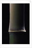 Semiarundinaria fastuosa (narihira bamboo) - young culm by Anonymous
