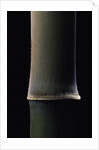 Semiarundinaria fastuosa (narihira bamboo) - young culm by Anonymous