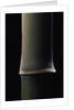 Semiarundinaria fastuosa (narihira bamboo) - young culm by Anonymous