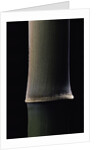 Semiarundinaria fastuosa (narihira bamboo) - young culm by Anonymous