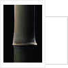 Semiarundinaria fastuosa (narihira bamboo) - young culm by Anonymous