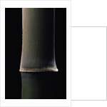 Semiarundinaria fastuosa (narihira bamboo) - young culm by Anonymous