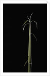 Semiarundinaria fastuosa (narihira bamboo) - shoot by Anonymous