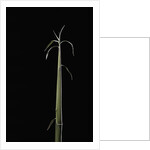 Semiarundinaria fastuosa (narihira bamboo) - shoot by Anonymous