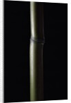 Semiarundinaria fastuosa (narihira bamboo) by Anonymous