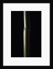 Semiarundinaria fastuosa (narihira bamboo) by Anonymous