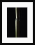 Semiarundinaria fastuosa (narihira bamboo) by Anonymous