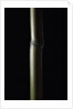 Semiarundinaria fastuosa (narihira bamboo) by Anonymous