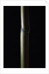 Semiarundinaria fastuosa (narihira bamboo) by Anonymous