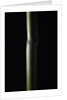 Semiarundinaria fastuosa (narihira bamboo) by Anonymous