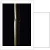 Semiarundinaria fastuosa (narihira bamboo) by Anonymous