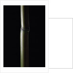 Semiarundinaria fastuosa (narihira bamboo) by Anonymous