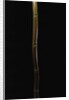 Semiarundinaria fastuosa (narihira bamboo) by Anonymous