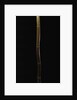 Semiarundinaria fastuosa (narihira bamboo) by Anonymous