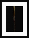 Semiarundinaria fastuosa (narihira bamboo) by Anonymous