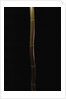 Semiarundinaria fastuosa (narihira bamboo) by Anonymous