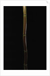 Semiarundinaria fastuosa (narihira bamboo) by Anonymous