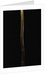 Semiarundinaria fastuosa (narihira bamboo) by Anonymous