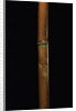 Semiarundinaria fastuosa (narihira bamboo) by Anonymous