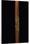 Semiarundinaria fastuosa (narihira bamboo) by Anonymous