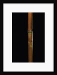 Semiarundinaria fastuosa (narihira bamboo) by Anonymous