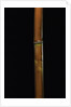 Semiarundinaria fastuosa (narihira bamboo) by Anonymous