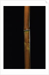 Semiarundinaria fastuosa (narihira bamboo) by Anonymous