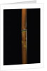 Semiarundinaria fastuosa (narihira bamboo) by Anonymous
