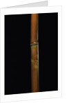Semiarundinaria fastuosa (narihira bamboo) by Anonymous