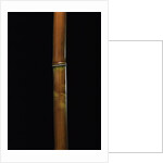 Semiarundinaria fastuosa (narihira bamboo) by Anonymous