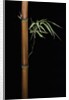 Semiarundinaria fastuosa (narihira bamboo) by Anonymous