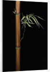 Semiarundinaria fastuosa (narihira bamboo) by Anonymous