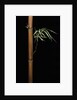 Semiarundinaria fastuosa (narihira bamboo) by Anonymous