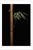 Semiarundinaria fastuosa (narihira bamboo) by Anonymous