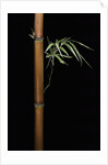 Semiarundinaria fastuosa (narihira bamboo) by Anonymous