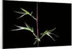 Semiarundinaria kagamiana (bamboo) by Anonymous