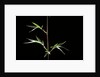 Semiarundinaria kagamiana (bamboo) by Anonymous
