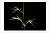 Semiarundinaria kagamiana (bamboo) by Anonymous