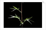 Semiarundinaria kagamiana (bamboo) by Anonymous