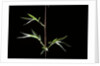 Semiarundinaria kagamiana (bamboo) by Anonymous