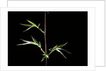 Semiarundinaria kagamiana (bamboo) by Anonymous