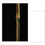 Semiarundinaria yashadake f. kimmei (Kimmei bamboo) by Anonymous