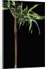 Semiarundinaria yashadake f. kimmei (Kimmei bamboo) by Anonymous